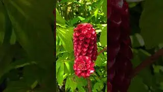 Что за Цветы?