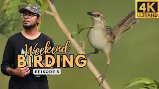 This Bird is going extinct! | Bird watching and wildlife photography in a Grassland