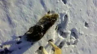 Охота на зайца с Борзой.  Трофей взят!