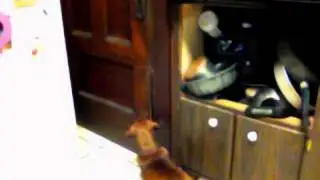 Rosie scratching and biting the door