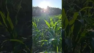 Продолжение.Кукуруза по нулю