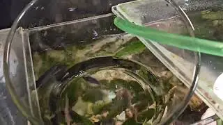 2024.04.14 Заселение рыбок в аквариум