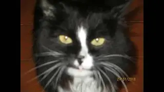 Работа штатных динамиков мерседеса и динамиков HERTZ/Mercedes acoustics VS Hertz acoustics.