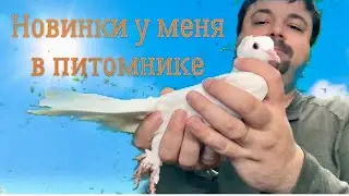 Новички в моем питомнике