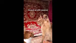 Котики 🐈 ремонт и «Я же говорила!» 