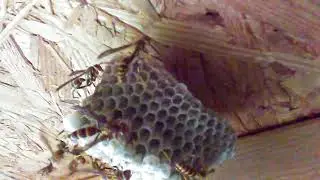 Aggressive Paper Wasps (Polistes exclamans).