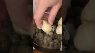 WOW 🤩 BULBI DI TULIPANO - VASO IN VETRO 🌷🌷🌷