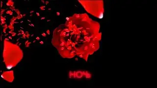 НОЧЬ - Роза