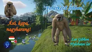 🐒Planet Zoo animals #144 | Lar Gibbon - The most famous gibbon!