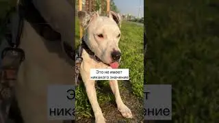 Моя сладкая девчонка ❤️  #глухаятэффи #глухаясобака #собака #dog