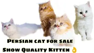 PERSIAN CAT FOR SALE IN MUMBAI | CUTECATS CATTERY | WHATSAPP 📞6392929085 #persiancat #cat #kitten