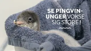 Se pingvinunger vokse │ Fra æg til stor pingvin