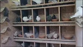 Таджикские и Бакинские голуби Александра.