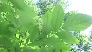 Уильям Шекспир. Сонет 9.