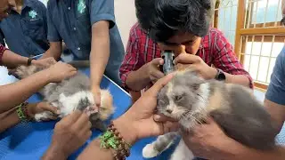 NIKKI in DANGER..😭