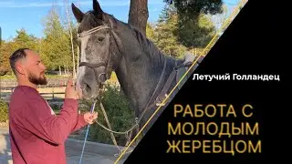 Работаем молодого жеребца