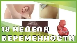 18 неделя беременности: изменения у мамы и малыша, выделения, ощущения, секс, рекомендации