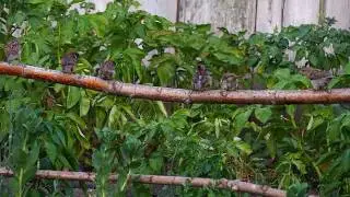 Как воробьи гада прогоняли Слайд.wmv
