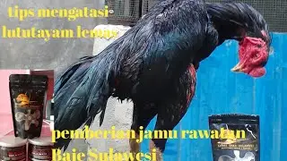 tips mengatasi lutut ayam lemas, dan pemberian Baje Sulawesi serta Ekstra foding keng Emas Sulawesi