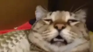 Кот сожрал весь снюс