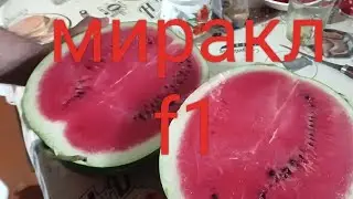арбуз миракл f1