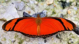 Dryas iulia from Misahualli Ecuador