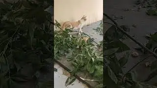 Meet Sunny 48- Homeless cats Greece 2024 - rapid interventions. #animals #cat #homeless #helpcats