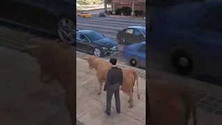 СМЕШНЫЕ МОМЕНТЫ ИЗ ГТА 5 MAJESTIC RP 😆🤣 #gtarp #gta #majestic #game  #рек