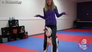 Собака и женщина круто танцуют просто базара нет