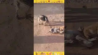 Puppy |Dog Baby Puppy| Puppydog Playtime |Pille #shorts #insaniyat #dog #puppy #animals #shortvideo