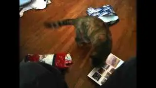 CAT SPAZZES OUT ON MY STOCKING