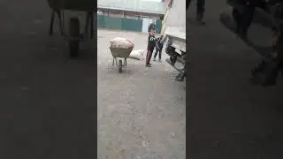КОШОЙ|ПАСКЫ ЧАЙКАНАНЫН АЛДЫ |Күзгү көрүнүш 😎
