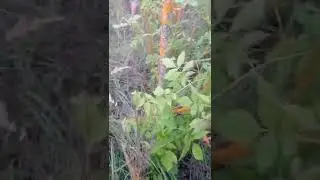 выдали бесплатный участок за рождение третьего ребенка.