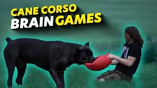 Cane Corso Brain Games Mental Stimulation