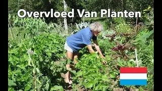 Overvloed Van Planten ( Philip Forrer - verhoogde tuinbedden )