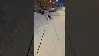 Сам маршрут выбирает #жиганец #питбульграф