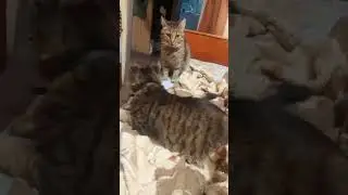 #котята Марго и Мотя 27#августа