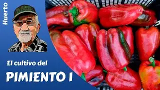 𝗣𝗜𝗠𝗜𝗘𝗡𝗧𝗢: como sembrar y plantar pimientos. Cultivo completo 1parte