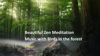 Embark on a journey with Zen music intertwined with the melodic ambiance of birds in the forest