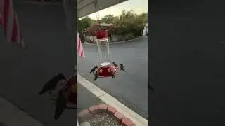 Slo Mo Hummingbirds