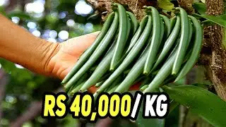 जहाँ लगता मालामाल कर देता Vanilla Plant