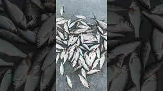 Улов на Дубровском водохранилище 18 декабря2023 года
