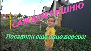 ЕЩЁ ОДИН ДЕНЬ И ЕЩЕ ОДНА ВИШНЯ. САЖАЕМ ВИШНЮ.