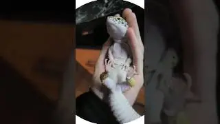 Писулёчек