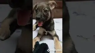 Моя малышня  Джек и Линда 🥰🥰🥰🥰🥰