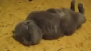 KotE kaifuet