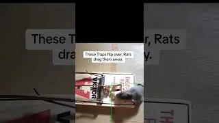 The MOST Effective RAT Trap in the World!