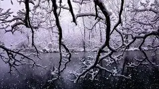 Cozy winter ambience | Snowfall, wind and NO ADS | #winterstormsounds #snowstorm #snowfall #forest
