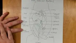 Frog Internal Anatomy