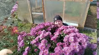 🌸Хризантема-королева осени😍Вести с дачи на 12.10.2024г🌸